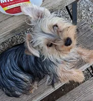 Sophia , a female Yorkshire Terrier for sale in Bolivar, MO – 4 of 5