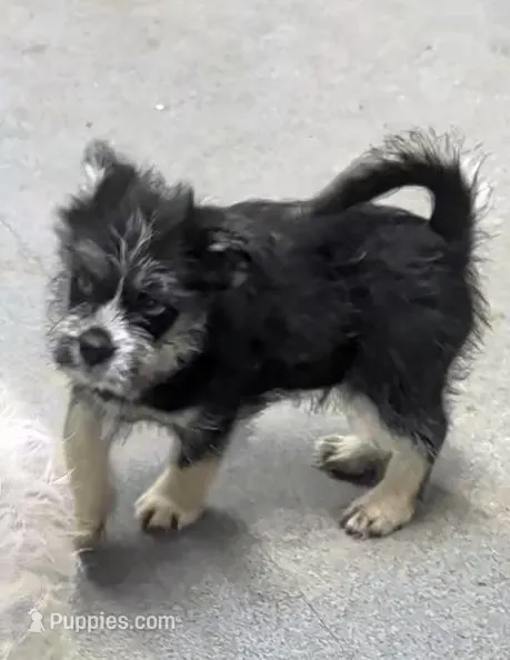 Neptune  – Shih Tzu, Shorkie puppy for sale in Bolivar, MO