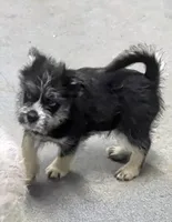 Neptune , a male Shih Tzu and Shorkie for sale in Bolivar, MO – 3 of 10