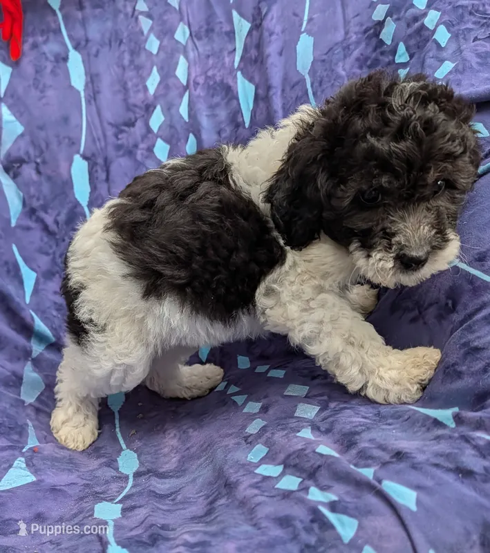 Peanut  – Poodle - Miniature , Miniature Aussiedoodle puppy for sale in Bolivar, MO