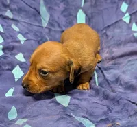 Betty Lou , a female Miniature Dachshund for sale in Bolivar, MO – 4 of 7