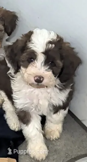 Chevy  – Poodle - Miniature , Miniature Aussiedoodle puppy for sale in Bolivar, MO