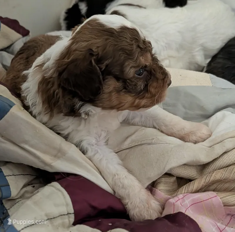 Chevy  – Poodle - Miniature , Miniature Aussiedoodle puppy for sale in Bolivar, MO