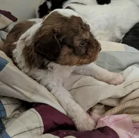 Chevy , a female Poodle - Miniature  and Miniature Aussiedoodle for sale in Bolivar, MO – Photo 1 of 3