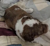 Chevy , a female Poodle - Miniature  and Miniature Aussiedoodle for sale in Bolivar, MO – Photo 2 of 3