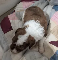 Chevy , a female Poodle - Miniature  and Miniature Aussiedoodle for sale in Bolivar, MO – Photo 3 of 3