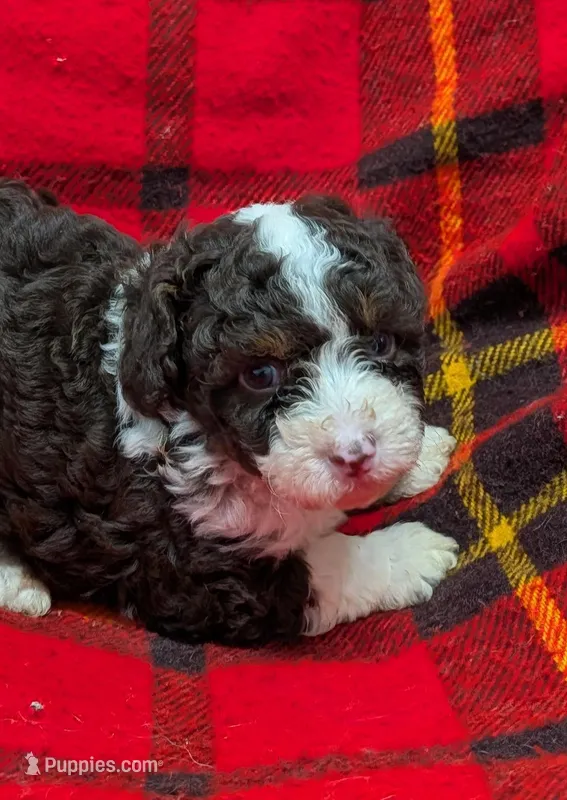 Chevy  – Poodle - Miniature , Miniature Aussiedoodle puppy for sale in Bolivar, MO