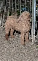 Lil Miss , a female Miniature Goldendoodle for sale in Bolivar, MO – 2 of 4