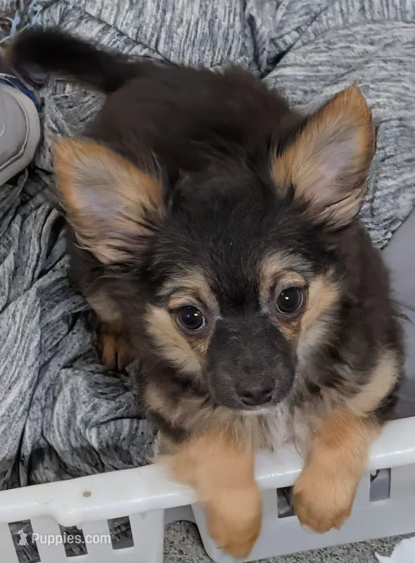 Maxwell  – Chihuahua puppy for sale in Bolivar, MO