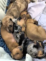 Terry, a male Miniature Dachshund for sale in Bolivar, MO – 2 of 4