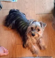 Sophia , a female Yorkshire Terrier for sale in Bolivar, MO – 2 of 5