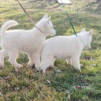 Manny, a male Siberian Husky for sale in Bolivar, MO – Photo 5 of 10