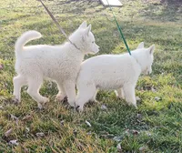 Manny, a male Siberian Husky for sale in Bolivar, MO – Photo 4 of 10