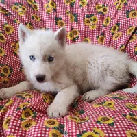 Manny, a male Siberian Husky for sale in Bolivar, MO – Photo 9 of 10