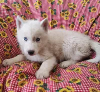 Manny, a male Siberian Husky for sale in Bolivar, MO – Photo 7 of 10