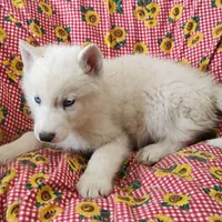 Manny, a male Siberian Husky for sale in Bolivar, MO – Photo 10 of 10
