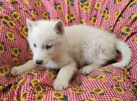 Manny, a male Siberian Husky for sale in Bolivar, MO – Photo 8 of 10