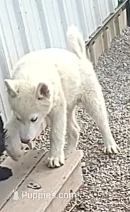 Manny – Siberian Husky puppy for sale in Bolivar, MO