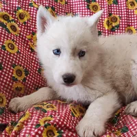 Manny, a male Siberian Husky for sale in Bolivar, MO – Photo 6 of 10