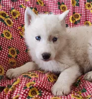 Manny, a male Siberian Husky for sale in Bolivar, MO – Photo 2 of 10