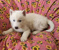 Manny, a male Siberian Husky for sale in Bolivar, MO – Photo 9 of 10