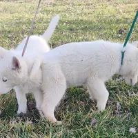 Manny, a male Siberian Husky for sale in Bolivar, MO – Photo 8 of 10