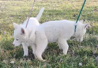 Manny, a male Siberian Husky for sale in Bolivar, MO – Photo 6 of 10