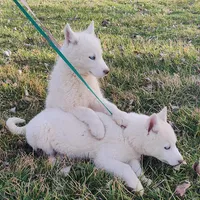 Manny, a male Siberian Husky for sale in Bolivar, MO – Photo 7 of 10