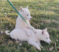 Manny, a male Siberian Husky for sale in Bolivar, MO – Photo 5 of 10