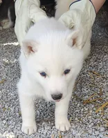Manny, a male Siberian Husky for sale in Bolivar, MO – Photo 10 of 10