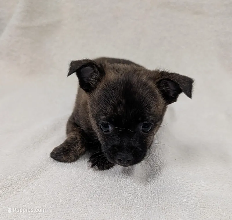 Luna – Chihuahua, Pomchi puppy for sale in Bolivar, MO