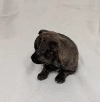 Luna, a female Chihuahua and Pomchi for sale in Bolivar, MO – Photo 2 of 4