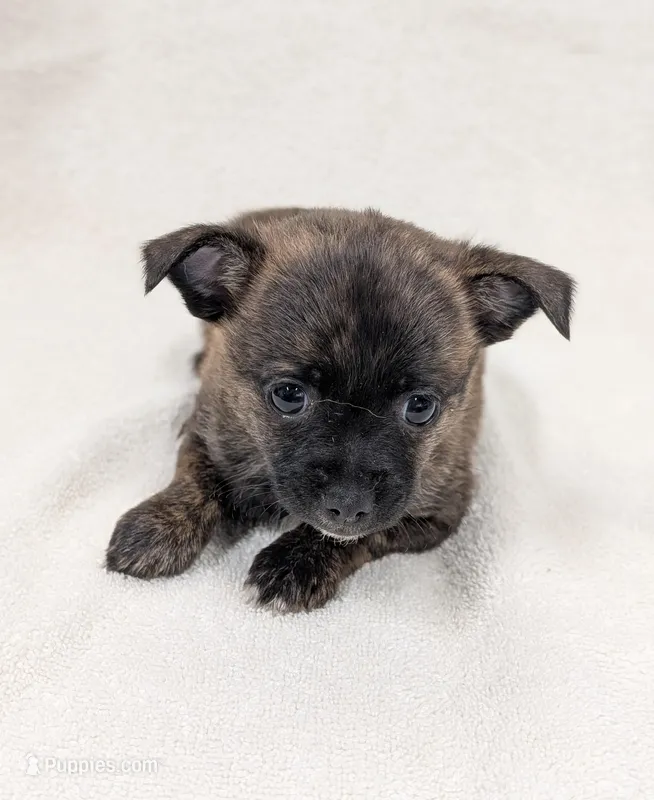 Luna – Chihuahua, Pomchi puppy for sale in Bolivar, MO