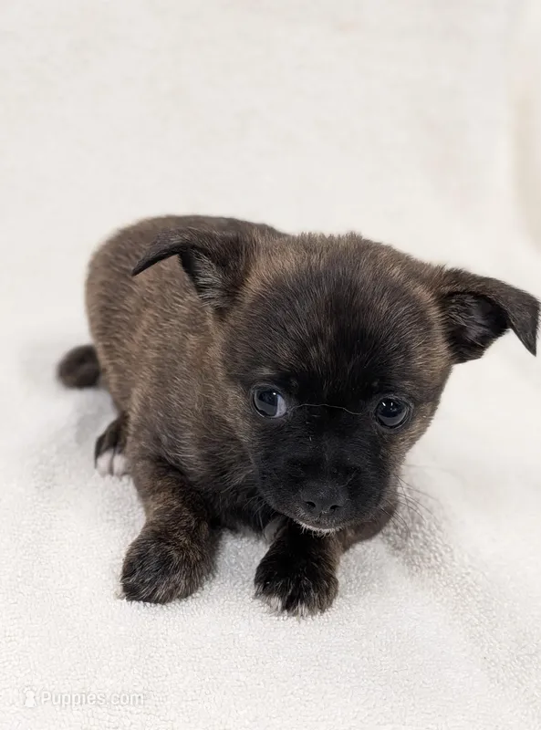 Luna – Chihuahua, Pomchi puppy for sale in Bolivar, MO