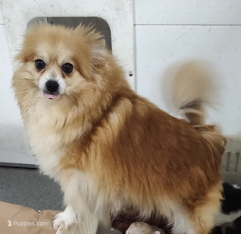 Scarlett  – Pomchi puppy for sale in Bolivar, MO