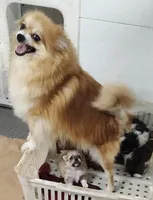 Scarlett , a female Pomchi for sale in Bolivar, MO – Photo 2 of 2