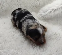 Wayne, a male Yorkshire Terrier for sale in Bolivar, MO – Photo 4 of 5