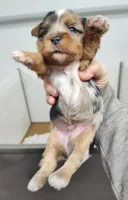 Wayne, a male Yorkshire Terrier for sale in Bolivar, MO – Photo 2 of 5