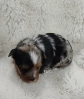 Wayne, a male Yorkshire Terrier for sale in Bolivar, MO – Photo 1 of 5