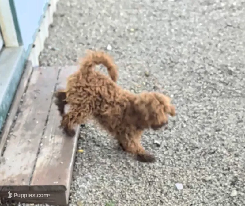 Ripple  – Miniature Goldendoodle puppy for sale in Bolivar, MO