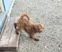 Ripple , a female Miniature Goldendoodle for sale in Bolivar, MO – 1 of 2