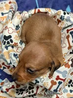 Betty Lou , a female Miniature Dachshund for sale in Bolivar, MO – 3 of 7