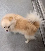 Sunny, a female Pomeranian for sale in Bolivar, MO – 1 of 3