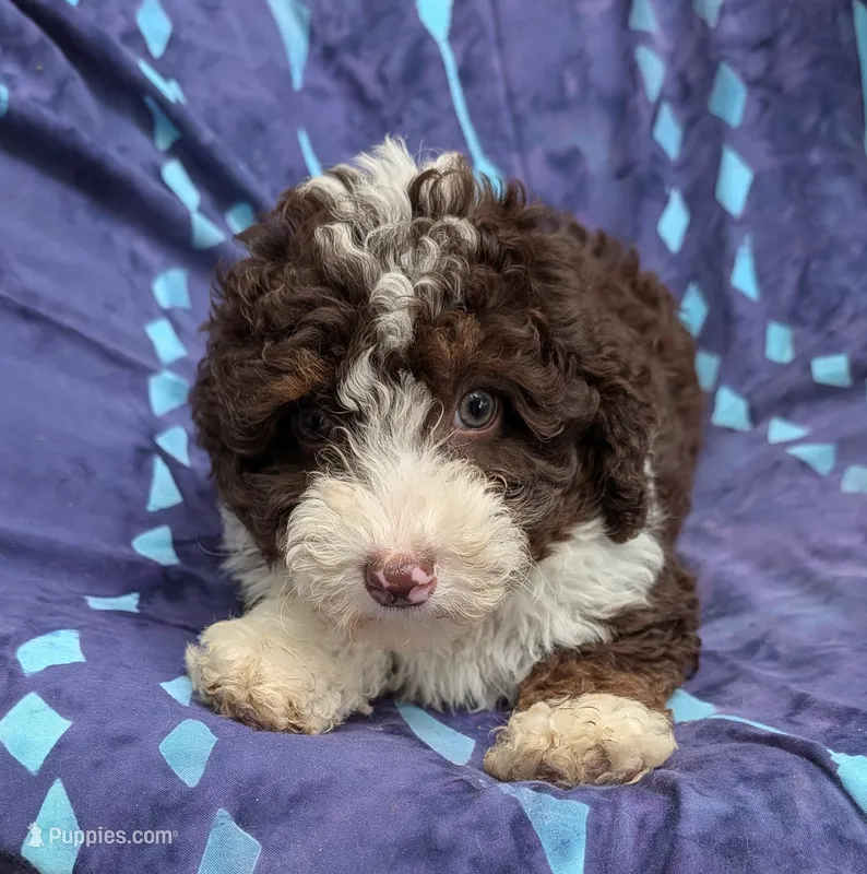 Cindy  – Poodle - Miniature , Miniature Aussiedoodle puppy for sale in Bolivar, MO