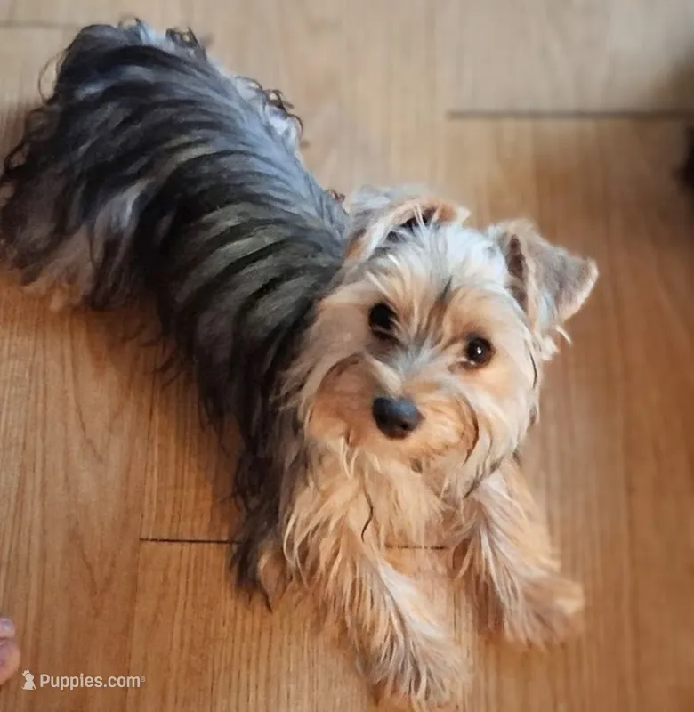Sophia  – Yorkshire Terrier puppy for sale in Bolivar, MO
