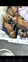 Dumplin, a male Miniature Dachshund for sale in Bolivar, MO – 3 of 3