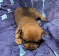 Bo, a male Chihuahua and Yorkshire Terrier for sale in Bolivar, MO – 2 of 4