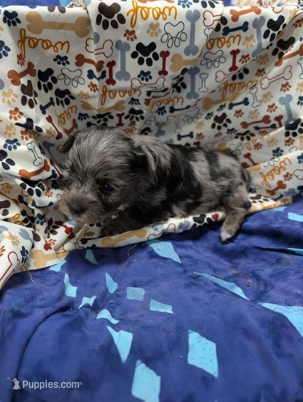Aphrodite – Yorkshire Terrier puppy for sale in Bolivar, MO