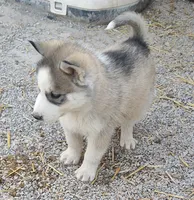 processed/9d07f616-b34f-44dd-8df2-a7db420d142c/listing/4c30d83b-0a31-46e0-b141-1afd438f8816/1333966b-8bfb-4018-bae9-ef581bcab2cb