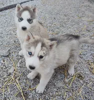 processed/9d07f616-b34f-44dd-8df2-a7db420d142c/listing/4c30d83b-0a31-46e0-b141-1afd438f8816/9c3c13d9-0538-4f29-b1de-383649e8594e